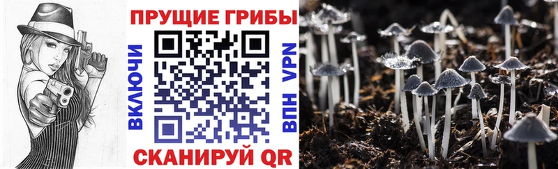 Псилоцибиновые грибы GOLDEN TEACHER Весьегонск